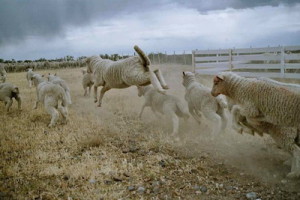 Sheep-romp-on-the-Patagonia Steppe